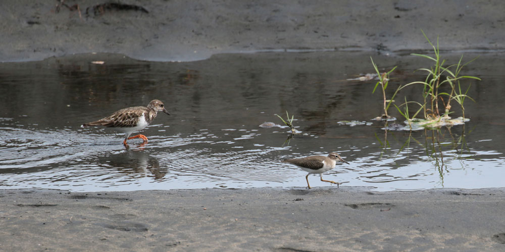 Ruddy Turnstone